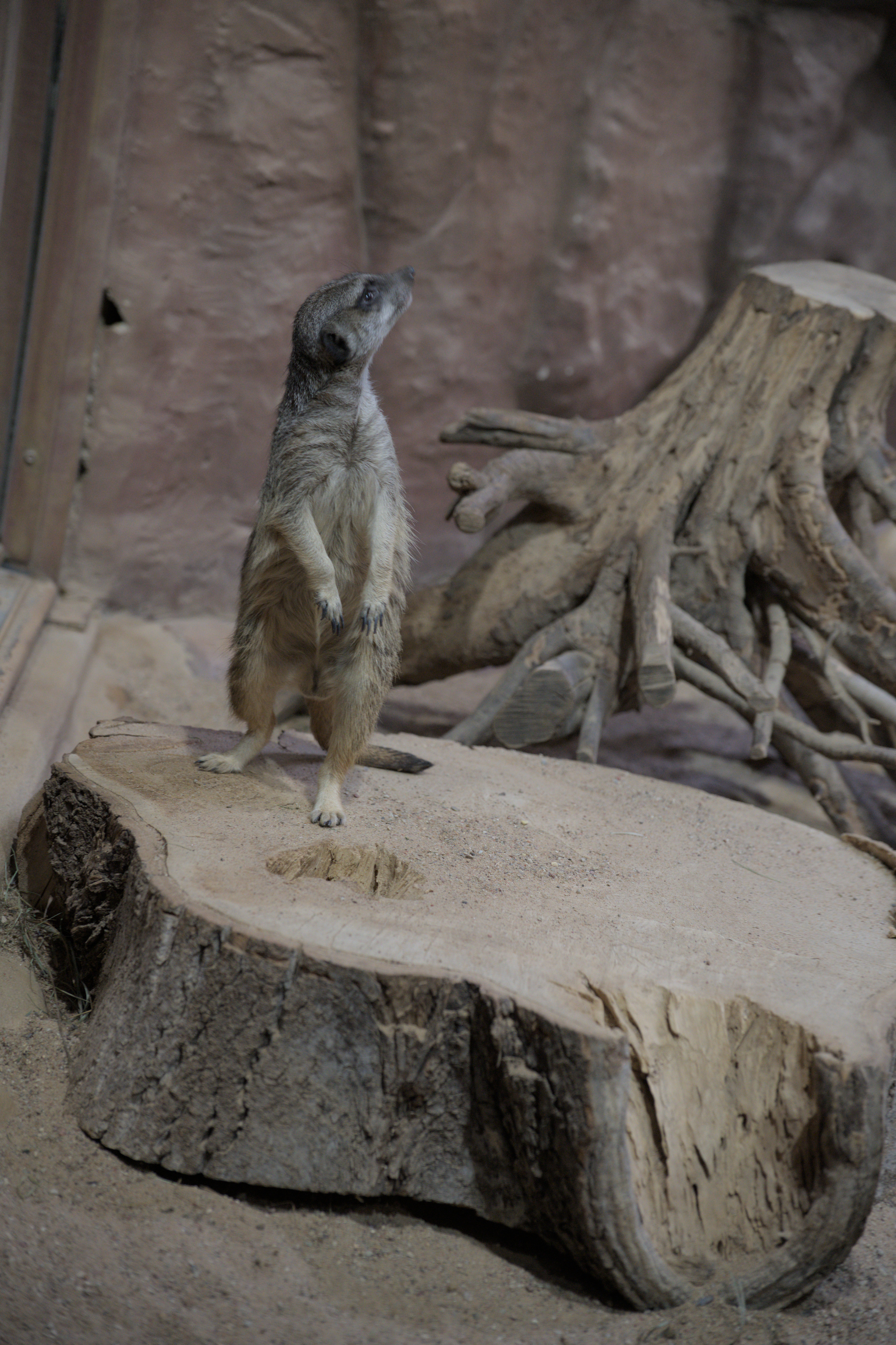 2025/10/12 - zoo/DSC_0342.jpg